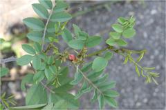 Indigofera tinctoria